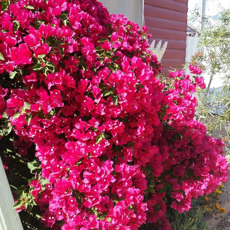 Sonja'S Bed And Breakfast Lightning Ridge Εξωτερικό φωτογραφία